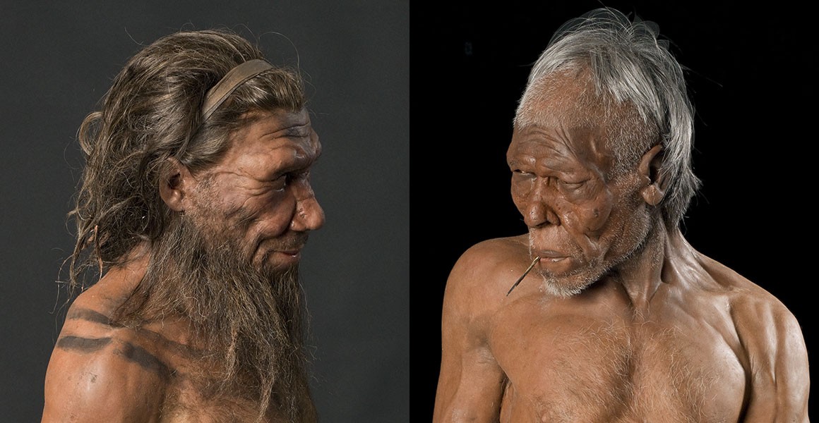 Models of male Homo neanderthalensis and Homo sapiens